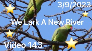 We lark a new River Kentish Mudlarks Video 143 —392023 [upl. by Celisse]