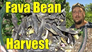 Harvesting Dried Fava Beans For Seed Stock amp Culinary [upl. by Parhe]