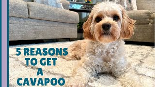 5 REAL Reasons You Should Get a Cavapoo 🐶  What You Need to Know [upl. by Tomaso]