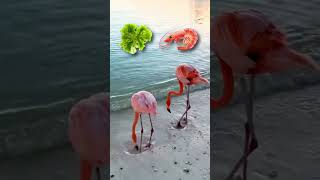 How Flamingos Get Their Pink Color [upl. by Zeba780]