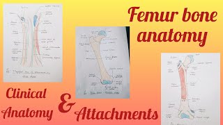 Femur bone anatomy part 1 [upl. by Notxed272]