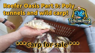 Reefer Oasis Koi Farm Part 9 Poly Tunnels Wild Carp Do the new trenches hold water [upl. by Valentina292]