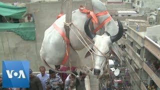 Cattle are Lifted by Crane from Rooftop in Karachi Pakistan for Eid [upl. by Notsirk]