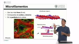 Introducción al citoesqueleto Los microfilamentos  860  UPV [upl. by Kong977]