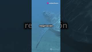 Tortugas Marinas 5 Datos Sorprendentes Que No Conocías 🌊🐢 [upl. by Yevrah]