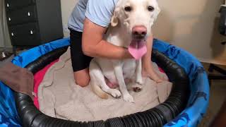 LIVE BIRTH of Labrador Puppies  Uncut LIVE STREAM Replay [upl. by Anol]