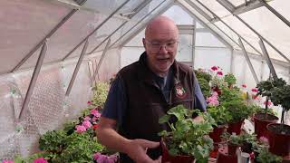 Early Autumn Jobs for the Pelargonium Grower  Part 1 [upl. by Stacey530]