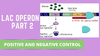 LAC OPERON PART 2 POSITIVE AND NEGATIVE CONTROL [upl. by Ayardna]