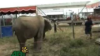 Stereotypic Behavior of Animals Confined in Circuses [upl. by Sirhc180]