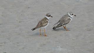 Monitoring Piping Plovers of Whitefish Point Bird Observatory [upl. by Noyes390]