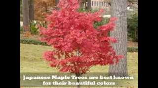 Which Maple Trees are Best [upl. by Tterab]