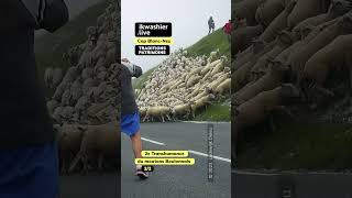 2e Transhumance moutons Boulonnais shorts CapBlancNez hautsdefrance mouton Boulonnais sheep [upl. by Nell398]