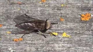 Horse Fly Tabanidae Tabanus Behavior [upl. by Conley446]