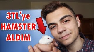 3TLye HAMSTER ALDIM YENİ EVCİL HAYVANIM [upl. by Eskill]