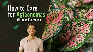 How to Care for an Aglaonema Chinese Evergreen Plant [upl. by Frasco]