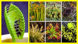 10 ESPÉCIES DE PLANTAS CARNÍVORAS PARA IDENTIFICAÇÃO [upl. by Idnak999]