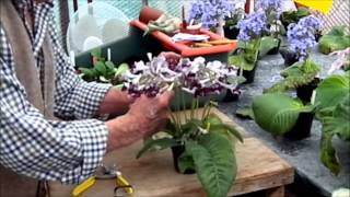 Presenting or dressing a Streptocarpus plant [upl. by Temirf]