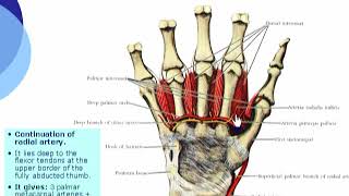 89 U Limb Deep palmar arch د أحمد كمال cxt YouTube [upl. by Notrom141]