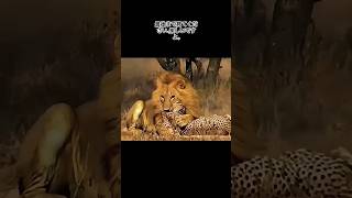 🤯 あなたがライオンなら、あなたより大きなライオンがいます  leopard VS lion reaction videos japan animals [upl. by Misaq]