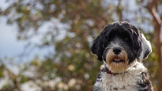 Rescuing a Portuguese Water Dog A LifeSaving Mission [upl. by Photina]