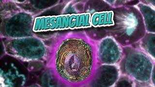 Mesangial cell Everything Human Cells 💬👁️🕺🔎✅ [upl. by Elleunamme]