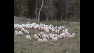 preparation a la transhumance au betsula a LARRAU [upl. by Gonta194]