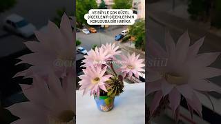 Echinopsis Oxgona Kaynana Topuzu Hakkında Sorularınız Varsa Yorumlar Kısmından Yaza Bilirsiniz 💐 [upl. by Zosi515]