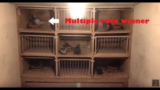 Belgian Racing Pigeons Stock Birds  Breeding Birds Loft Tour [upl. by Melmon77]