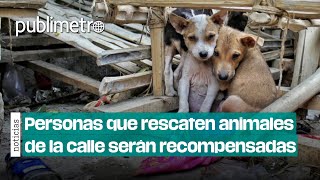 Personas que rescaten animalitos serán recompensadas económicamente [upl. by Leile]