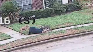 2 large pit bulls shot in Katy area after attacking 3 people including HCSO deputy [upl. by Zohara]