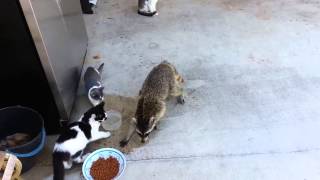 Racoon stealing dogs food [upl. by Gelasias]