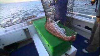 Whyalla Fishing Charters [upl. by Tamanaha]