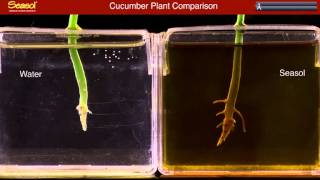 Growing a Cucumber Seedling in Seasol Plant Tonic [upl. by Herb]