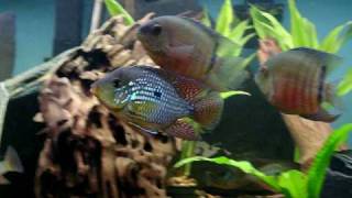 Geophagus brasiliensis pearscale [upl. by Joscelin]