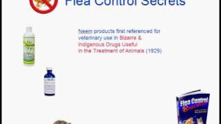 Neem Oil Natural Flea Treatment Flea Control Secrets [upl. by Magas781]