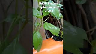 Bawing  Basil Hydroponically Grown [upl. by Bordiuk418]