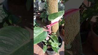 Philodendron Pink Princess Indore plant [upl. by Baptlsta]