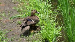 カルガモ  Spotbilled Ducks Movie  の動画 [upl. by Aicnelav]