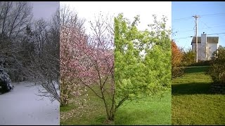 Seasons Timelapse Winter Spring Summer Fall [upl. by Fiorenza250]