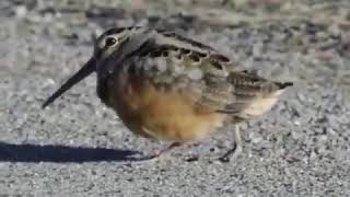 The dance of the American woodcock [upl. by Grimaldi947]