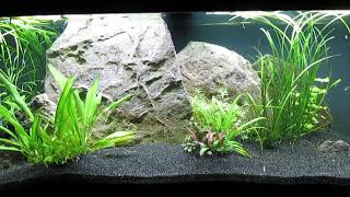 75Gallon CO2Injected AquaScape Update 101224 [upl. by Doro]