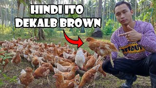 Hindi Ito Dekalb Brown  Ang Katotohanan [upl. by Maddi]