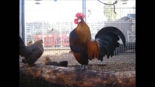 Dutch Bantam [upl. by Liarret]