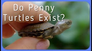 Do Penny Turtles Exist [upl. by Pepe]