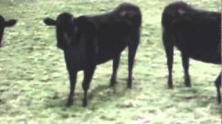 cows amp cows ampcows part 2 [upl. by Seavir453]