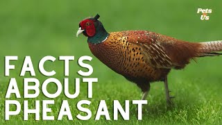 Facts about Pheasant 2022  What does a Pheasant look like  Pets and Us [upl. by Repmek]