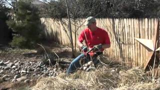 Pruning Blue Lyme Grass in spring [upl. by Lacsap]