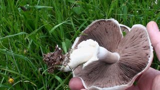 Πεντανόστιμα Αγαρικά  Delicious Agaricus mushrooms [upl. by Ahsertal561]