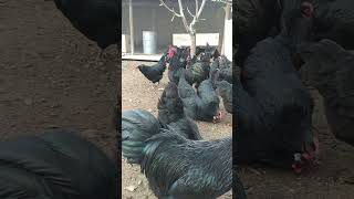 Australorp Azərbaycan çempion xətt 3 günlük cucə satışı olur45 azn 0552955202 Novxanı [upl. by Kahle]