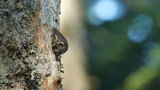 Emotions dans les forêts des Carpates [upl. by Cas]